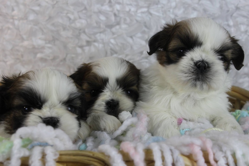 Shih Tzu with brushed coat