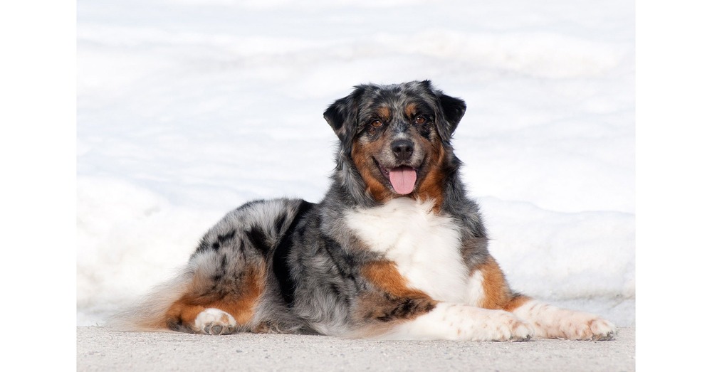 Dog being presented in a show ring