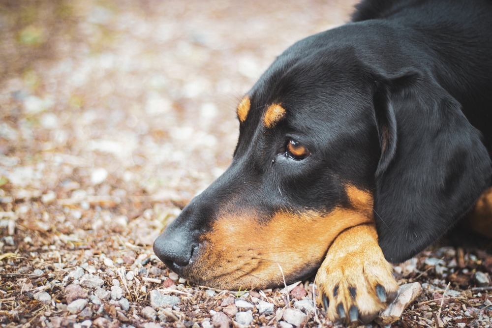 Lithuanian Hound standing outdoors