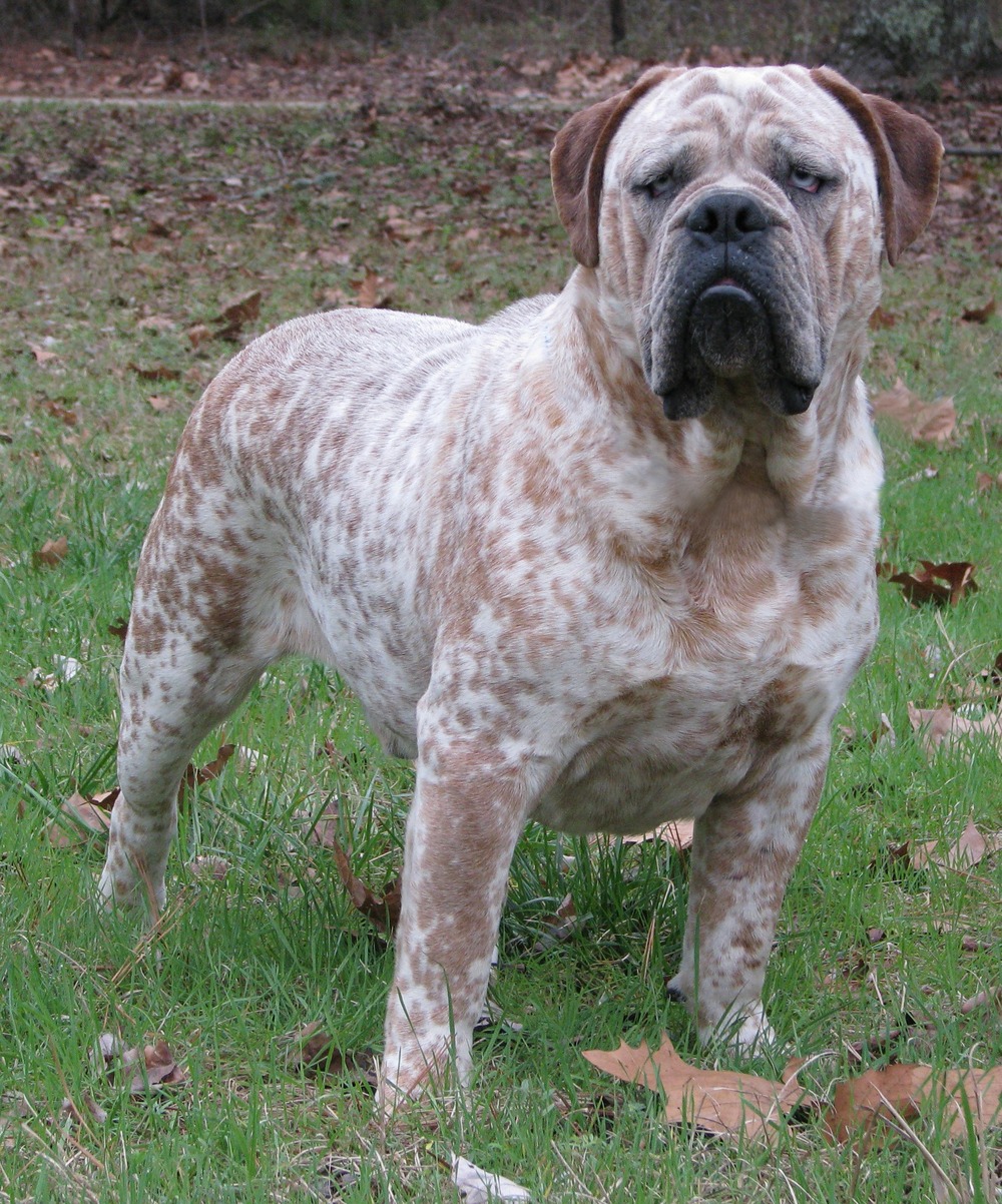 Olde English Bulldogge looking attentive