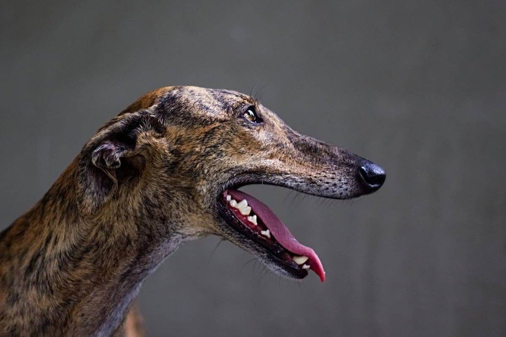 Greyhound standing side-on outdoors