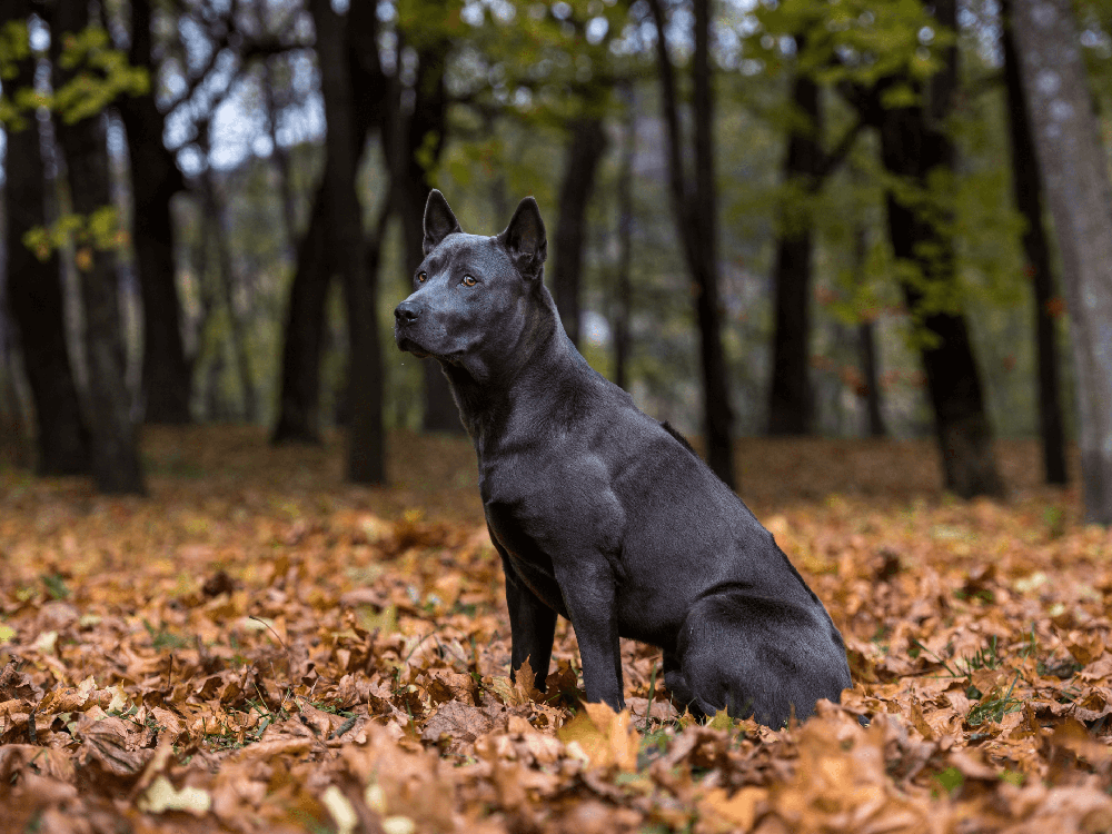 Thai Ridgeback on lead during training