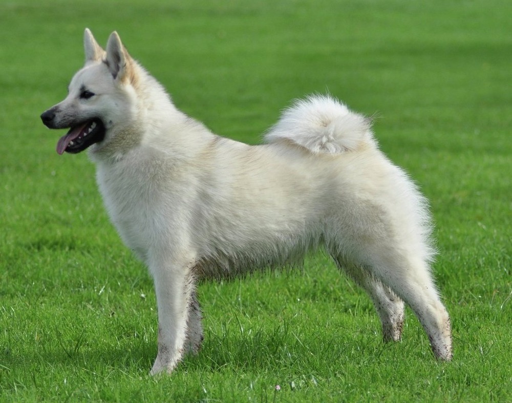 Norwegian Lundehund looking alert