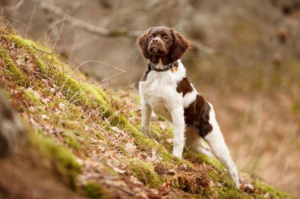 Epagneul Breton head and shoulders