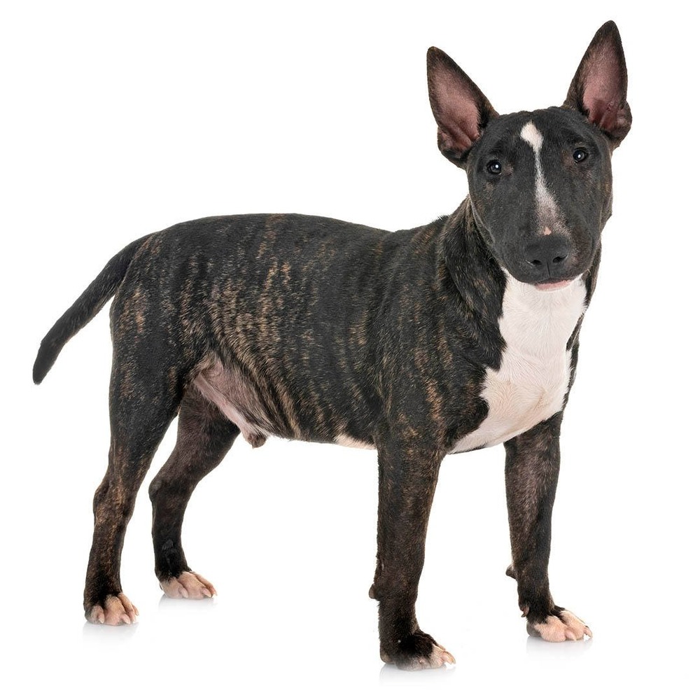 Miniature Bull Terrier standing side-on