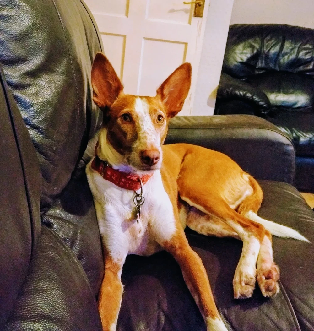 Podenco Andaluz looking attentive in a natural setting