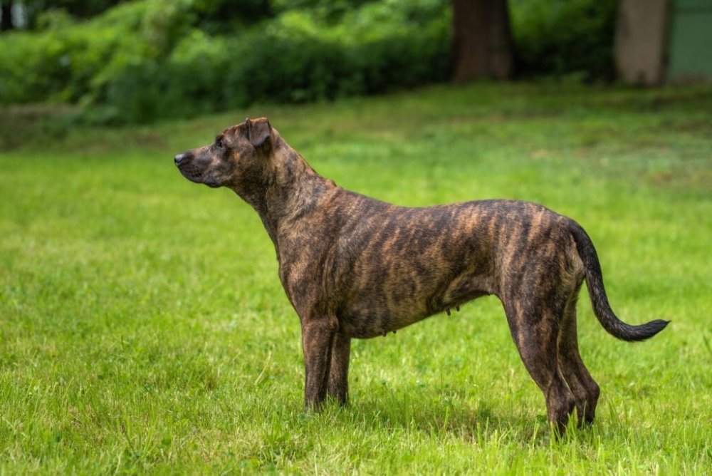 Cimarron Uruguayo standing alert near a fence