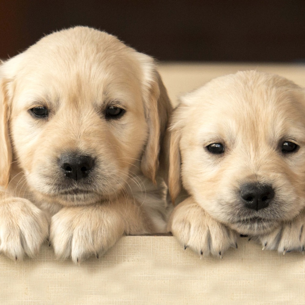 Dog standing on grass