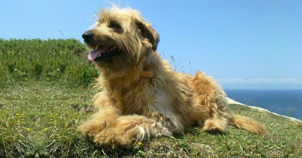 Basque Shepherd Dog coat close-up