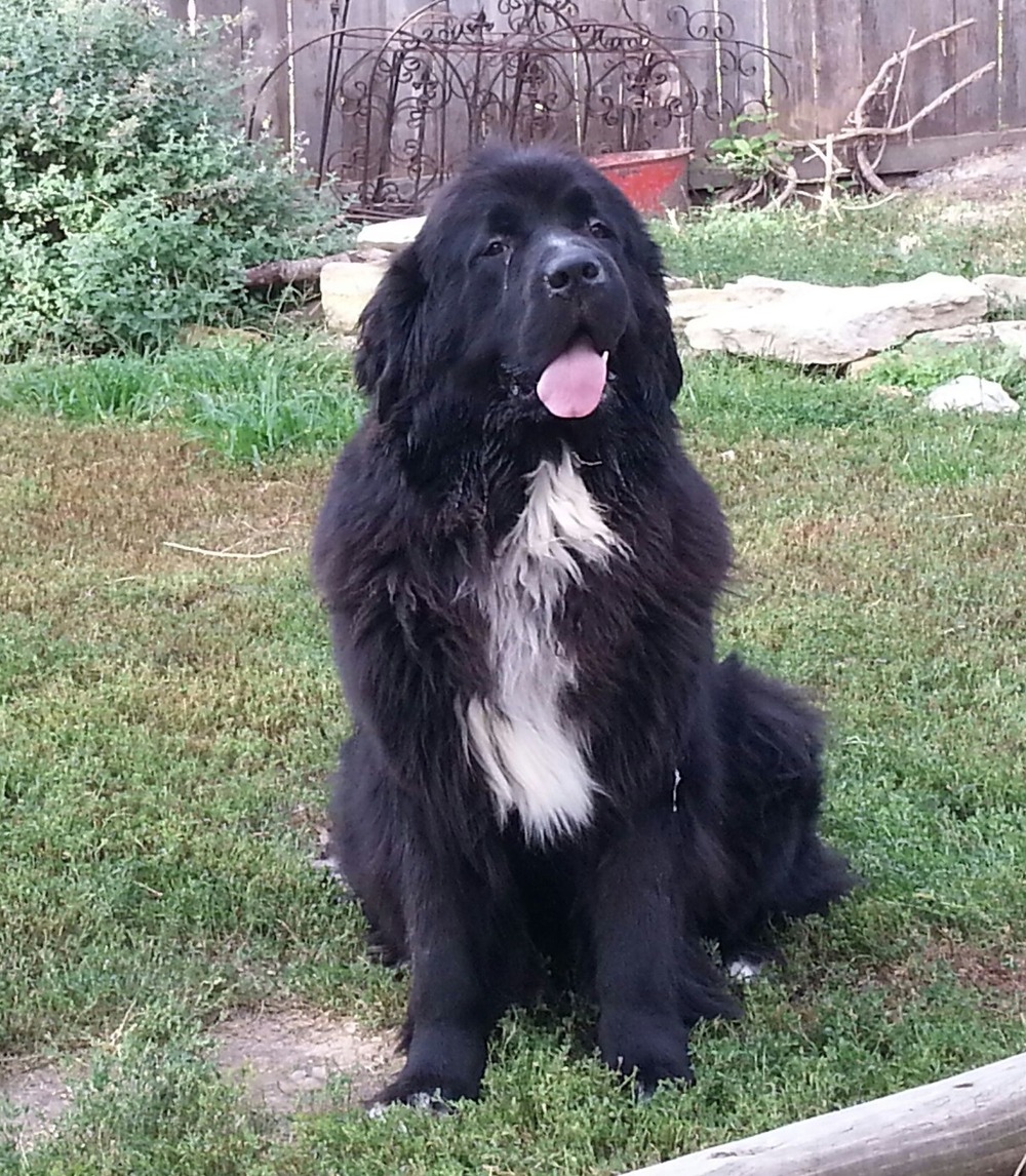 Romanian Raven Shepherd Dog resting alertly in a yard