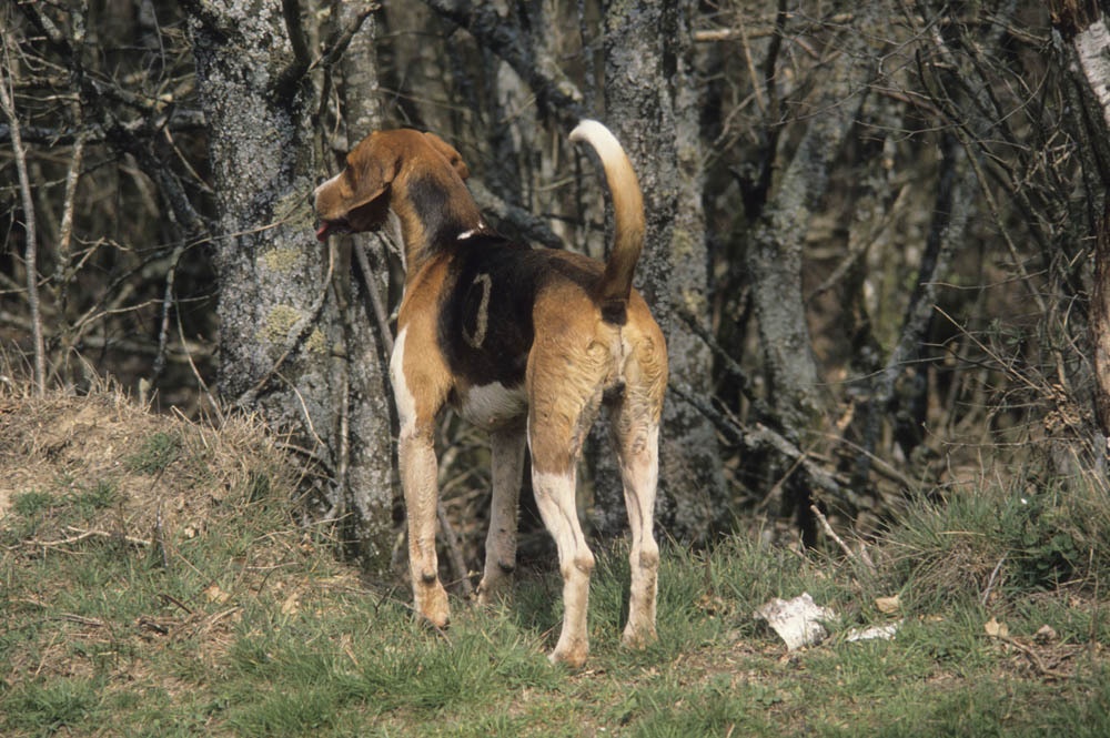 Hound looking attentive with ears relaxed