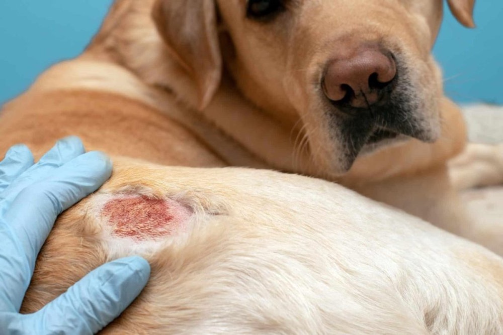 Veterinarian examining a dog's skin