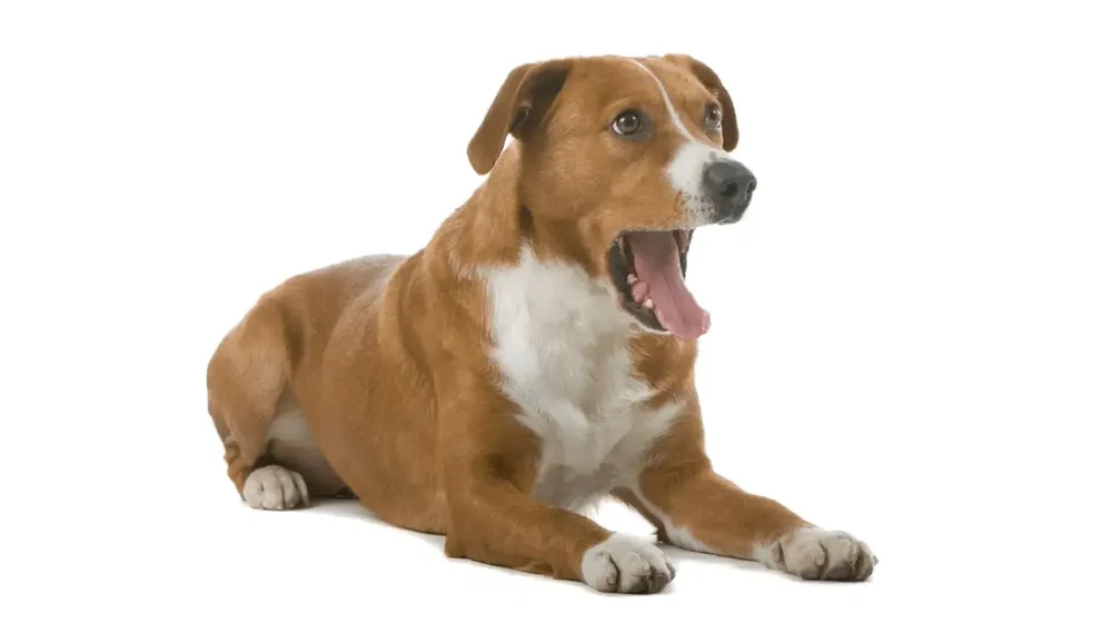 Austrian Pinscher resting outdoors