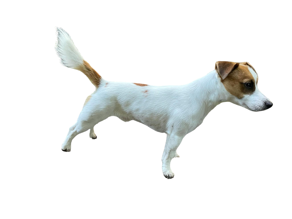 Parson Russell Terrier portrait close up