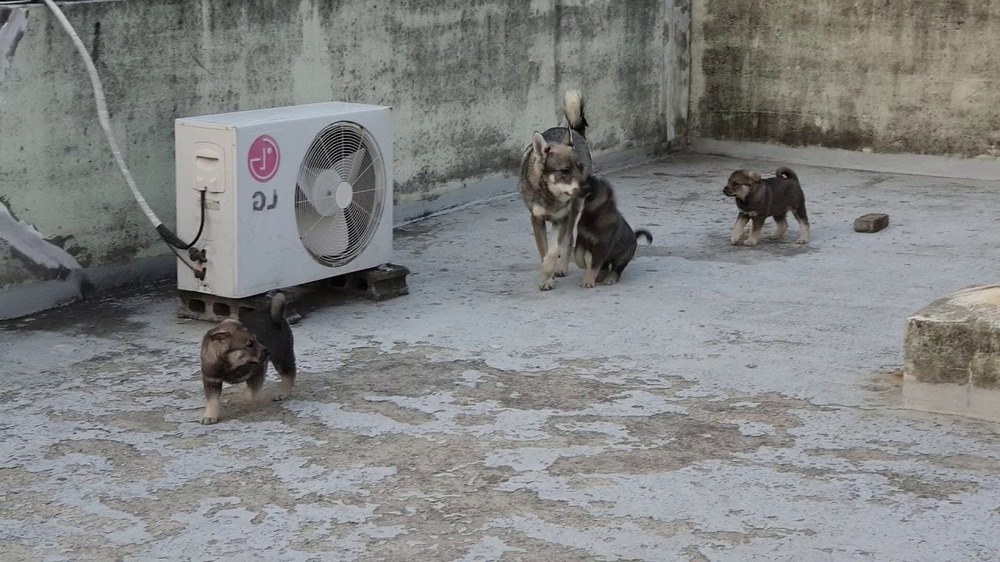 Jämthund outdoors with curled tail