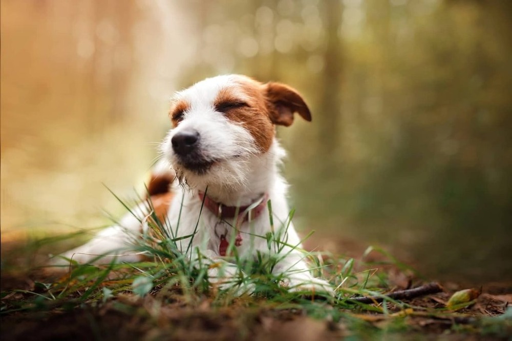 Veterinary clinic setting with a dog receiving care