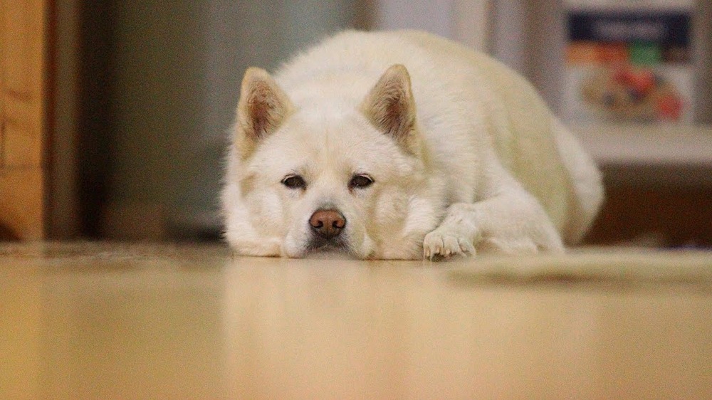 White dog looking alert in a natural setting