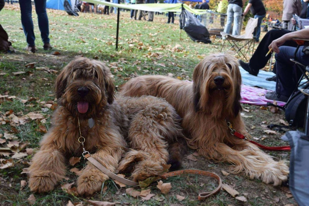 Briard walking on lead