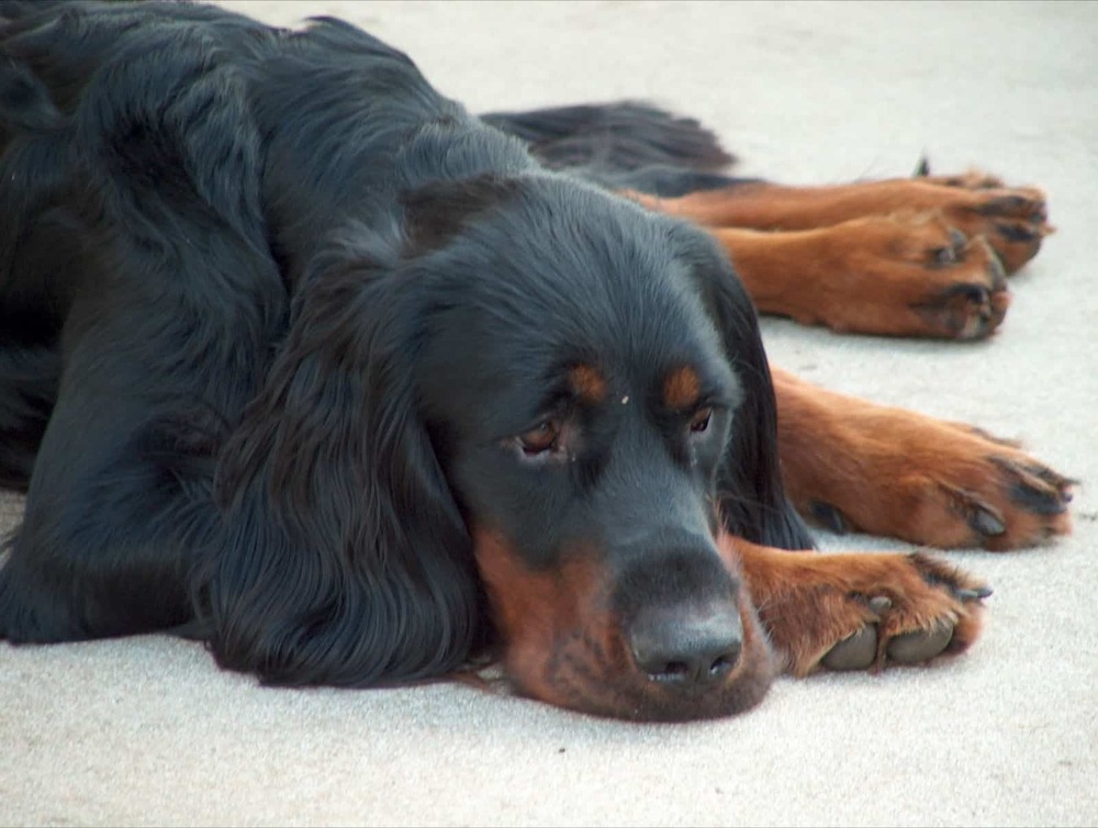 Gordon Setter standing outdoors