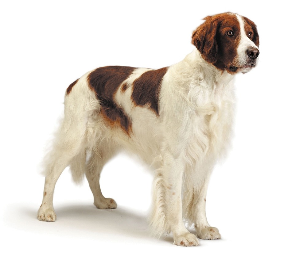 Irish Red and White Setter resting on grass