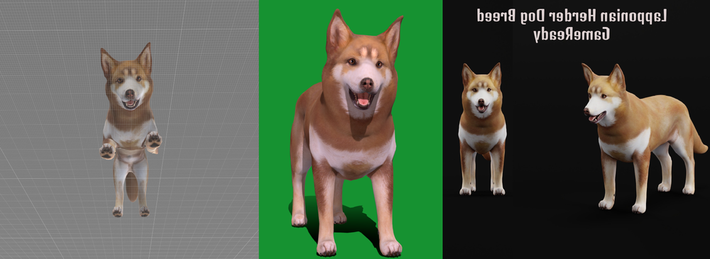 Lapponian Herder standing side-on