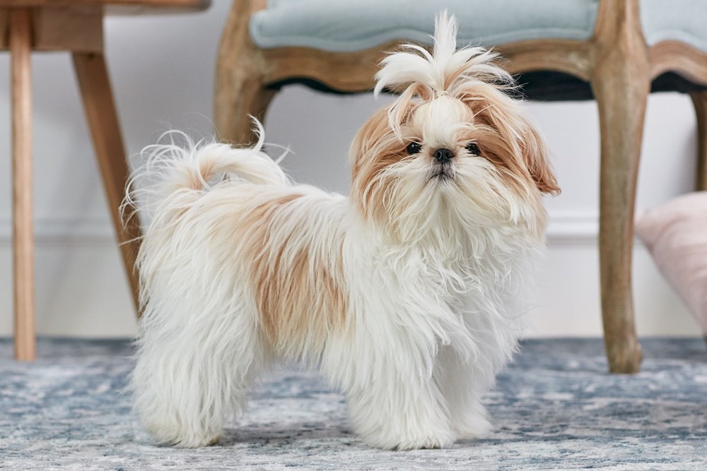 Shih Tzu looking up close