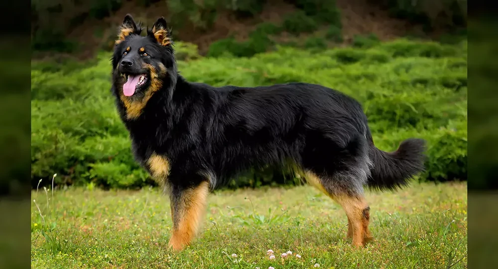 Basque Shepherd Dog walking in grass