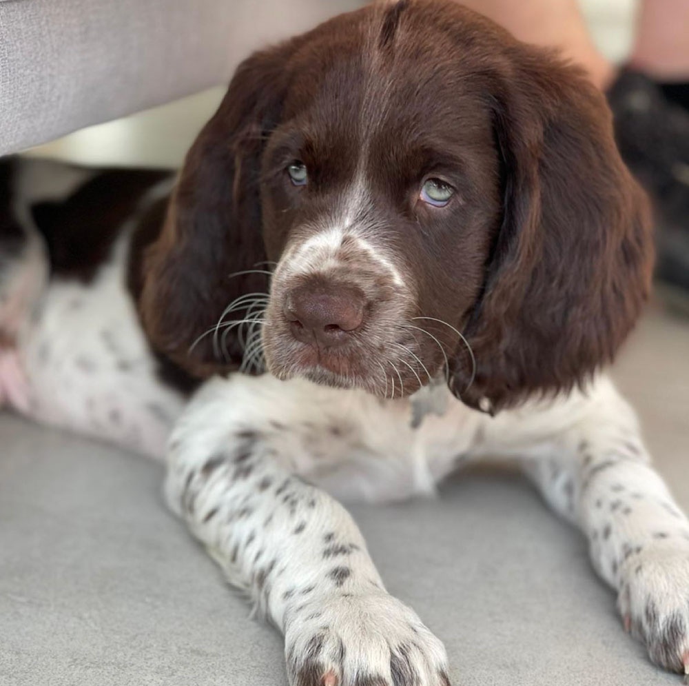 French Spaniel looking attentive