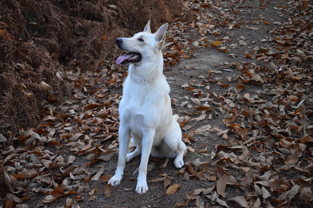Can de Palleiro standing outdoors