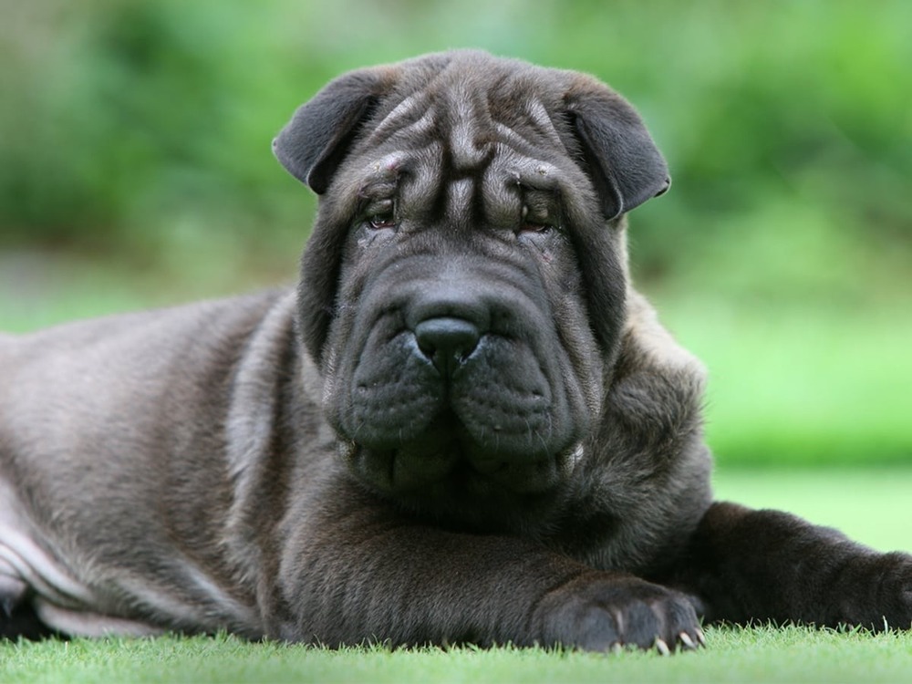Shar Pei sitting calmly on grass