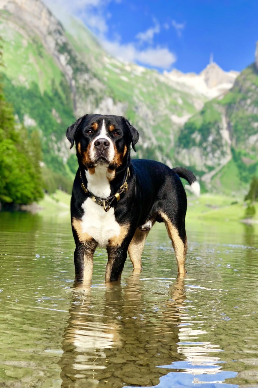 Appenzeller Sennenhund coat close-up