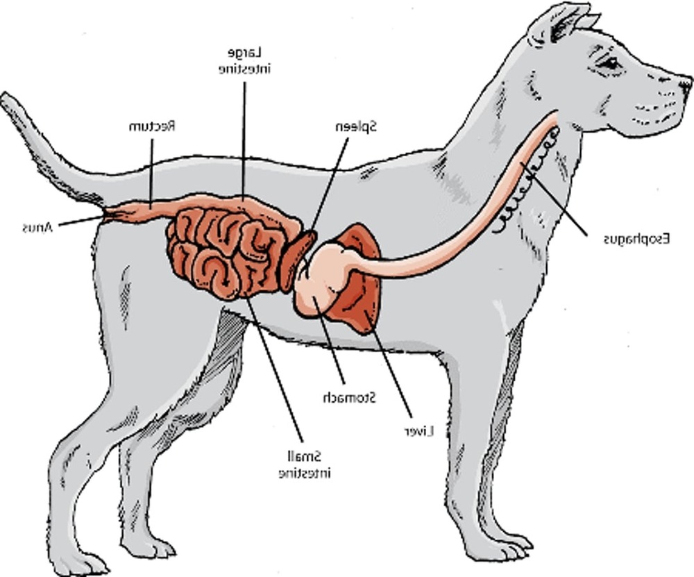 Dog drinking water from a bowl