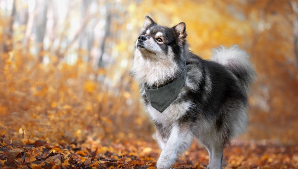 Finnish Lapphund sitting calmly