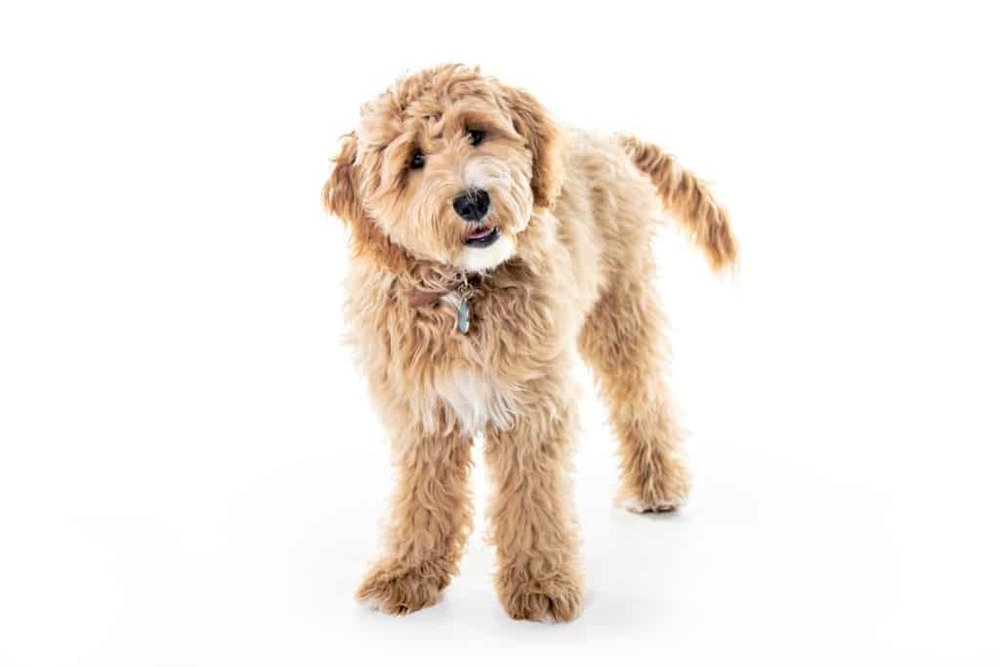 Goldendoodle sitting outdoors with a wavy coat