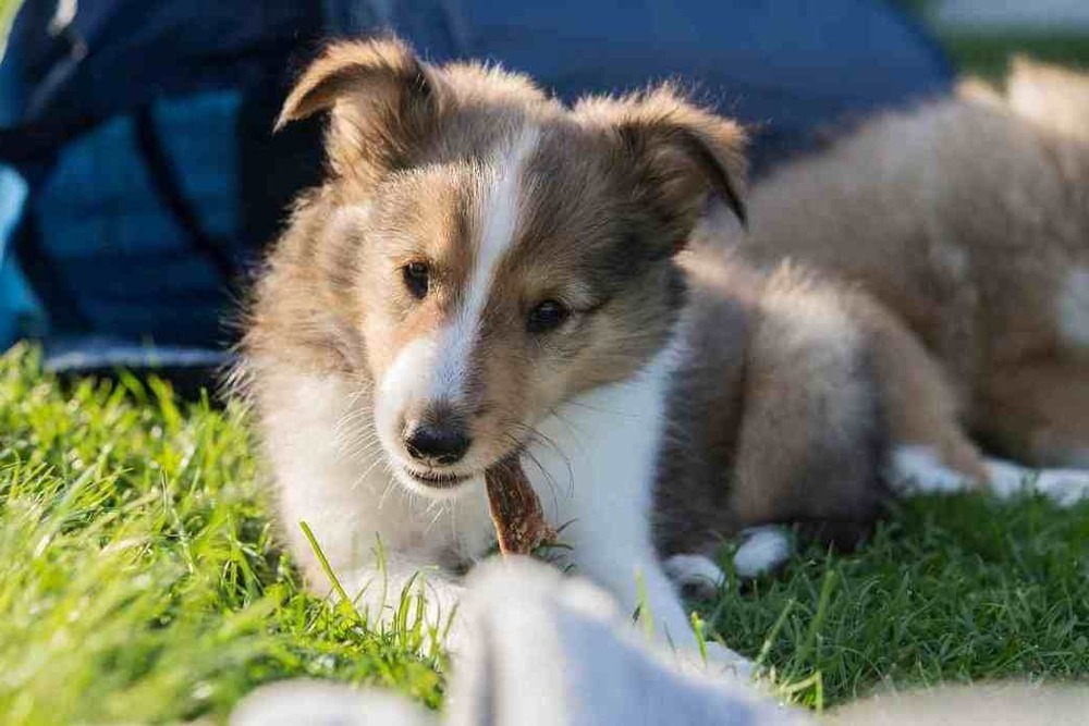 Long-coated Patagonian Sheepdog with a rugged look