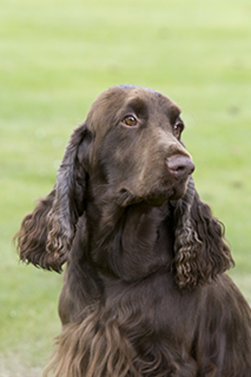Spaniel sitting on grass outdoors