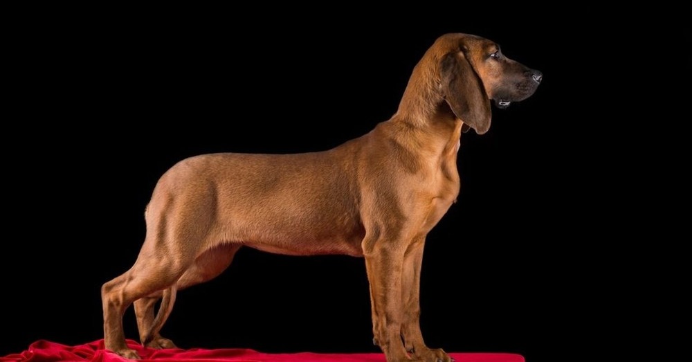 Hanover Hound portrait showing long ears and red coat