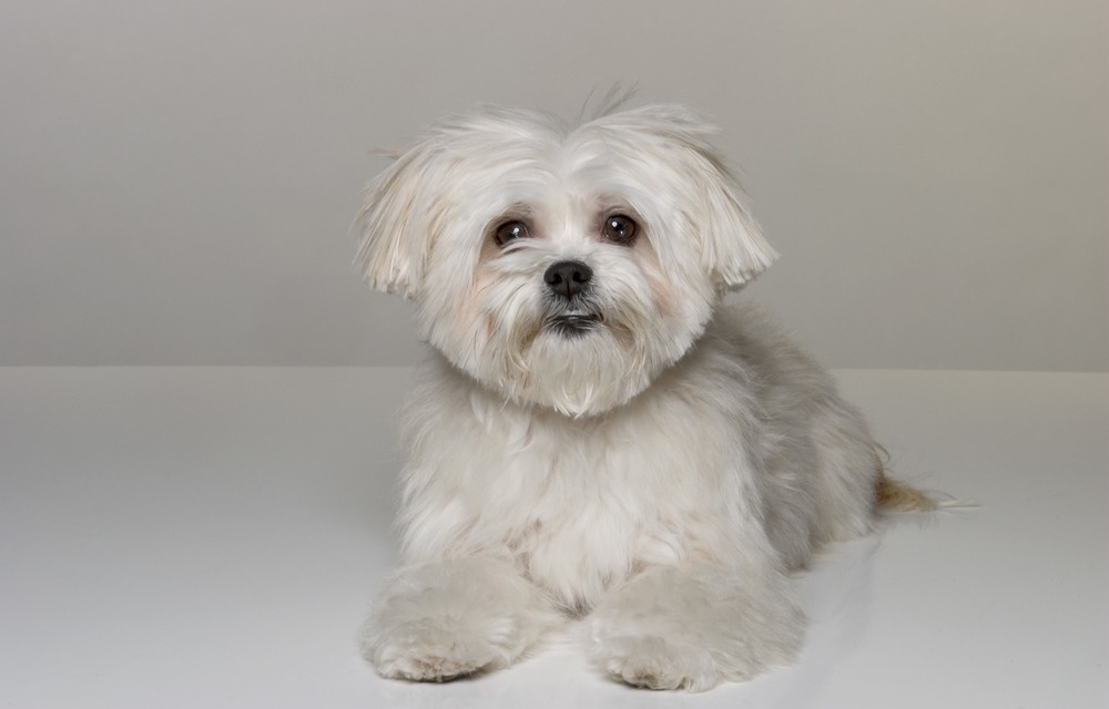 Small dog being gently handled for a check