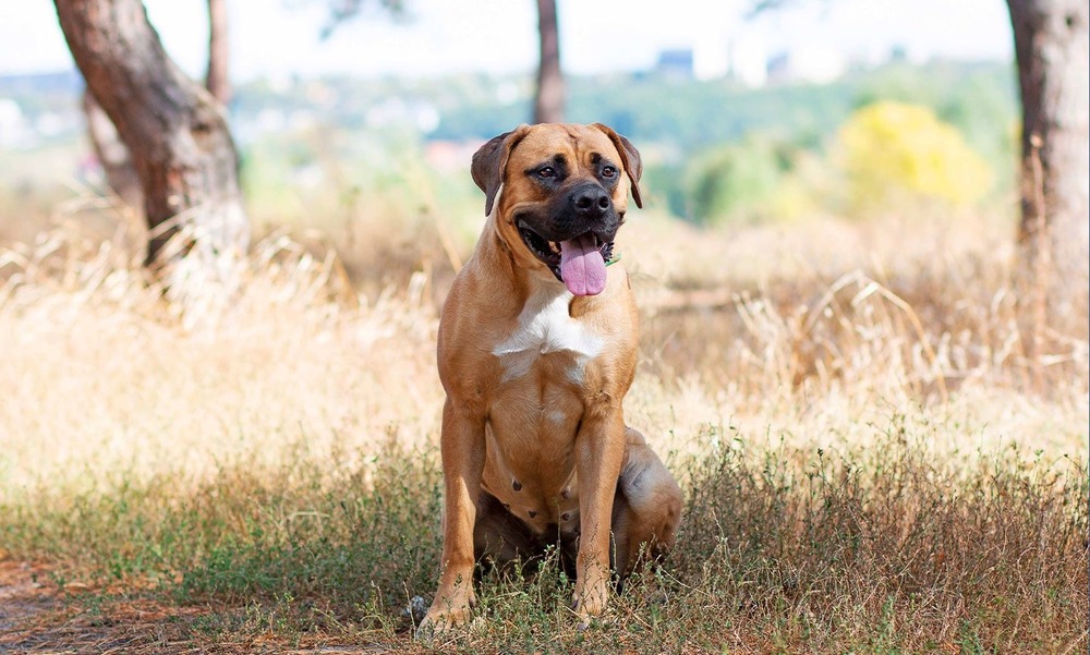 Boerboel walking with handler