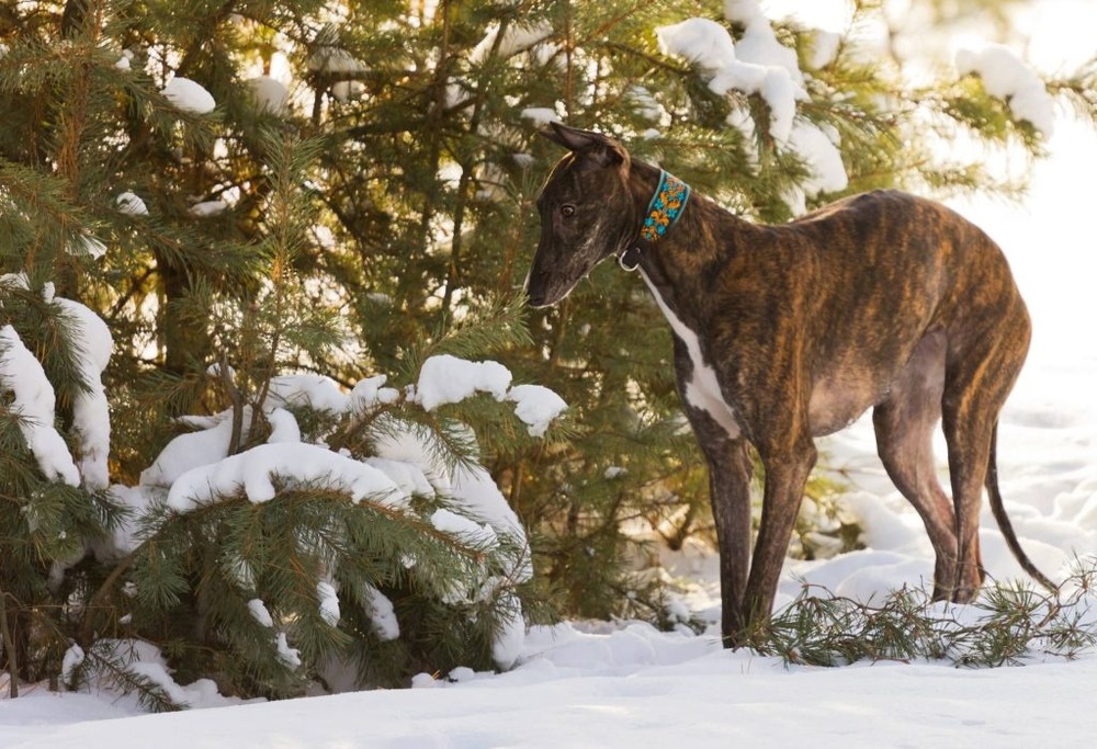 Polish Greyhound resting with relaxed posture