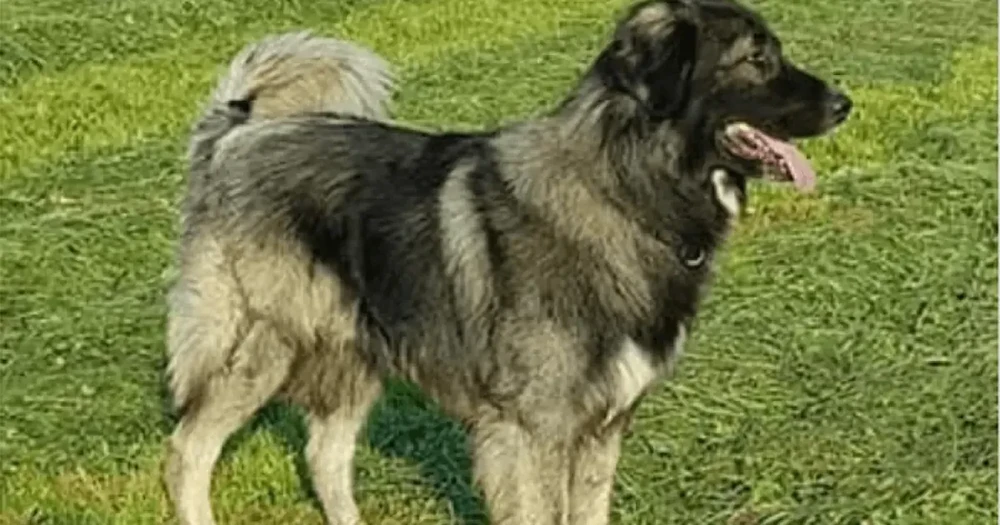Carpathian Shepherd Dog eating from a bowl