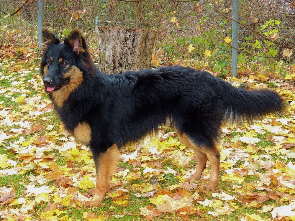 Bohemian Shepherd profile with erect ears