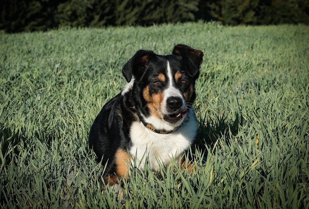 Appenzeller Sennenhund standing outdoors