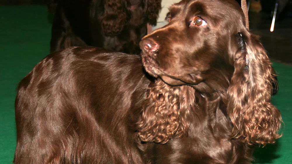 Field Spaniel walking with handler