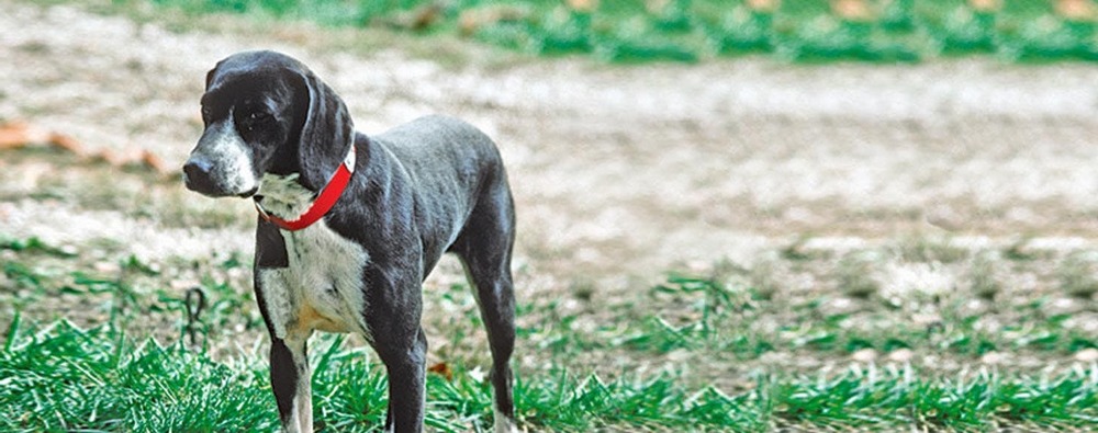 Stephens Stock Dog moving through grass