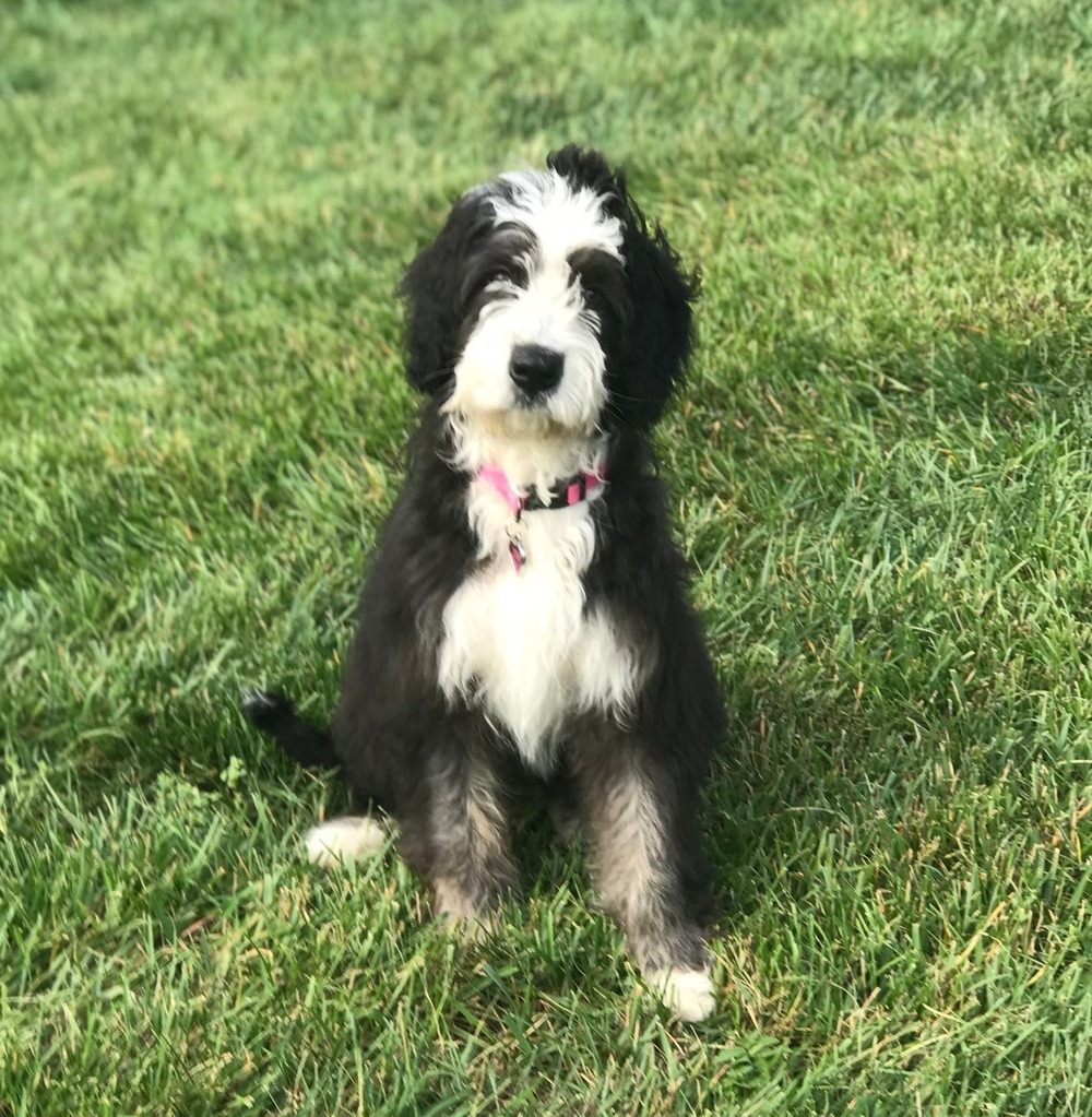 Close view of a bearded Barbado da Terceira