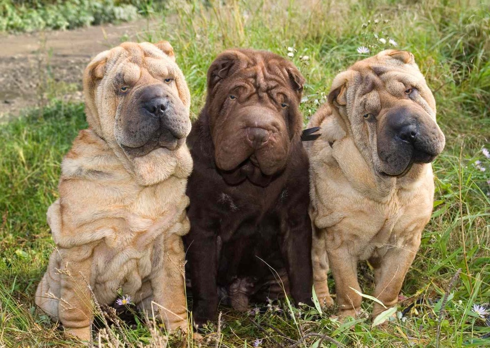 Shar Pei standing in profile outdoors