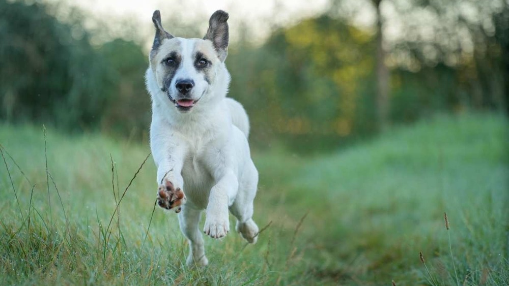 Norrbottenspets sitting with a bright expression