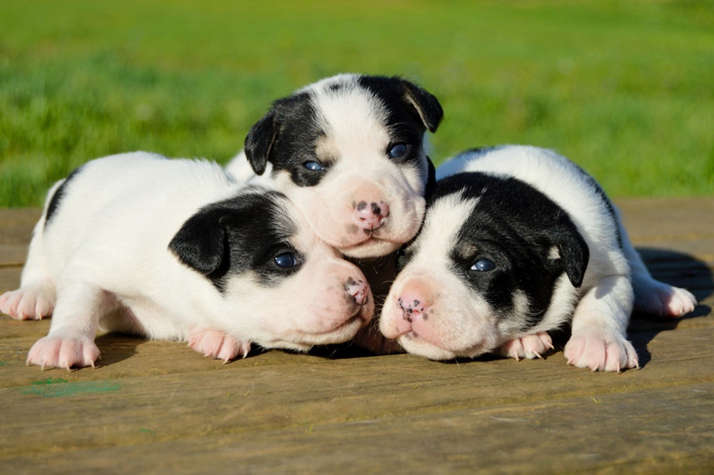 Ratonero Bodeguero Andaluz looking attentive outdoors