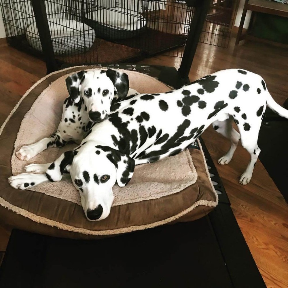 Dog being gently examined for health checks